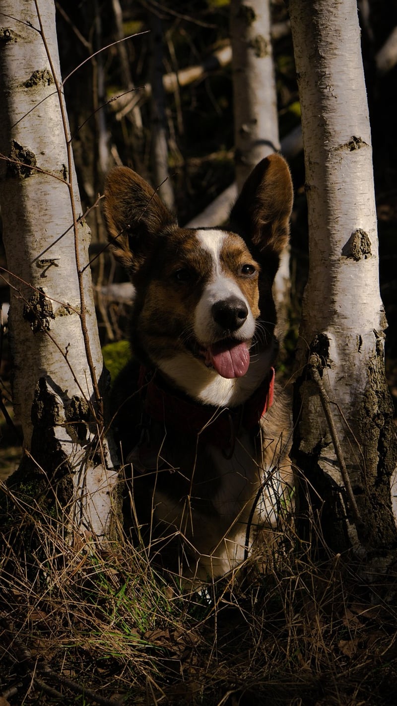 Woodland Charm